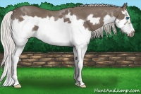 Horse Color:Silver Black Splash Frame 