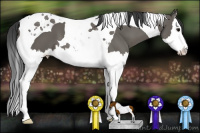 Horse Color:Grullo Splash Tobiano