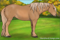 Horse Color:Chestnut Rabicano 