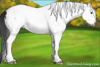 Horse Color:Gray White Spotted Brown Ice 