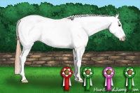 Horse Color:Grullo Roan Pearl Splash Appaloosa 