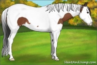 Horse Color:Bay Splash Tobiano 