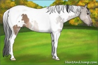 Horse Color:White Spotted Brown Dun Tobiano 