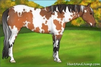Horse Color:White Spotted Brown 