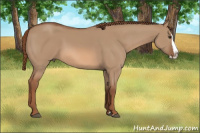 Horse Color:Red Dun Splash