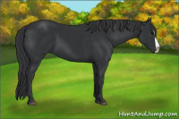 Horse Color:Black Splash