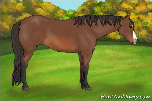 Horse Color: Bay Splash 