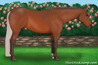 Horse Color:Silver Bay 