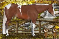 Horse Color:Silver Bay Splash Tobiano 