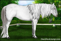 Horse Color:Gray Bay Appaloosa 