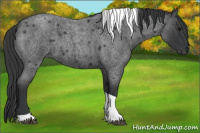 Horse Color:Blue Roan Tobiano 