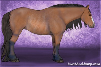 Horse Color:Bay Rabicano 