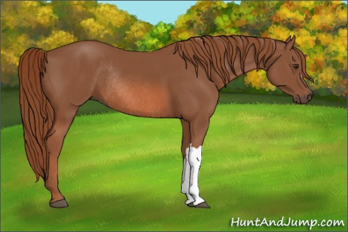 Horse Color:Chestnut Rabicano