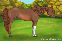 Horse Color:Chestnut Rabicano 