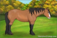 Horse Color:Bay Splash 