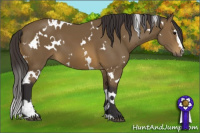 Horse Color:White Spotted Buckskin Sabino 