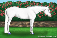 Horse Color:Cremello Appaloosa