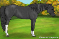 Horse Color:Blue Roan Tobiano 