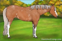 Horse Color:White Spotted Silver Bay 