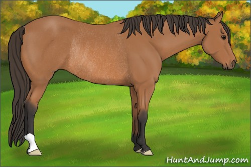 Horse Color: Unknown 