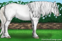 Horse Color:Gold Cream Champagne Appaloosa 