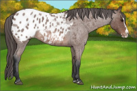 Horse Color:Bay Roan Splash Appaloosa