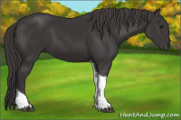 Horse Color:Smoky Black Tobiano