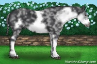 Horse Color:White Spotted Black Frame 