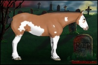 Horse Color:Bay Roan Splash Frame 