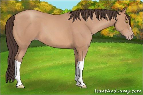 Horse Color: Amber Champagne 