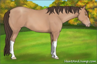 Horse Color:Amber Champagne 