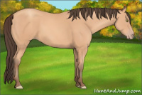 Horse Color:Amber Champagne 