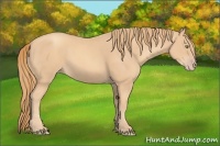 Horse Color:Gold Champagne 