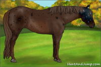 Horse Color:ERROR: UNKNOWN ANOMALY
