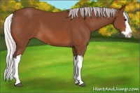 Horse Color:Silver Bay Splash 