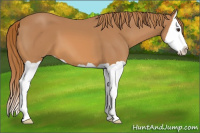 Horse Color:Chestnut Splash 