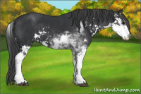 Horse Color:Brown Sabino 