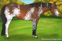 Horse Color:White Spotted Bay 