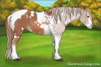 Horse Color:White Spotted Liver Chestnut Splash Tobiano 