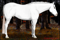 Horse Color:Liver Chestnut Appaloosa 