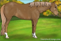 Horse Color:Chocolate Palomino 