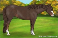 Horse Color:Liver Chestnut Sabino 