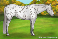 Horse Color:Grullo Near Leopard 