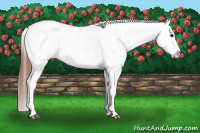Horse Color:Grullo Appaloosa 