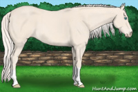 Horse Color:Cremello 