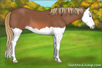 Horse Color:Chestnut Splash