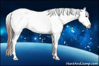 Horse Color:White Spotted Brown Appaloosa 