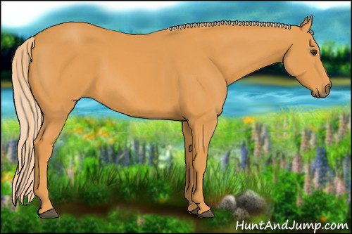 Horse Color: Palomino 