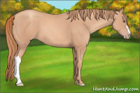 Horse Color:Gold Champagne 