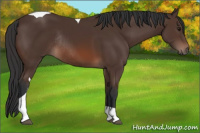 Horse Color:Brown Tobiano Rabicano 